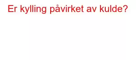 Er kylling påvirket av kulde