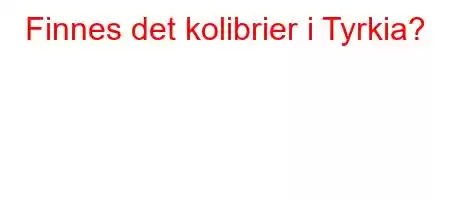 Finnes det kolibrier i Tyrkia