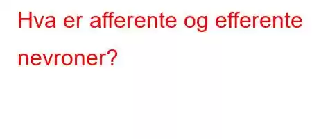 Hva er afferente og efferente nevroner