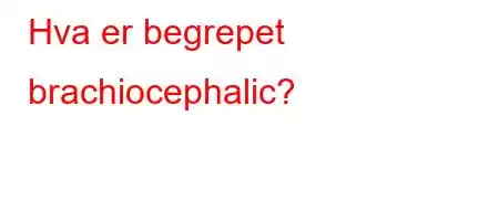 Hva er begrepet brachiocephalic?