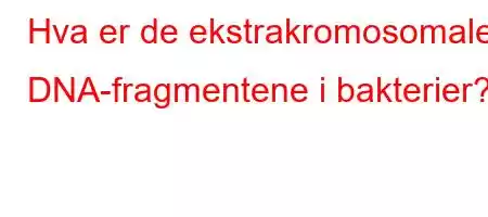 Hva er de ekstrakromosomale DNA-fragmentene i bakterier?