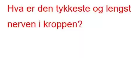 Hva er den tykkeste og lengste nerven i kroppen