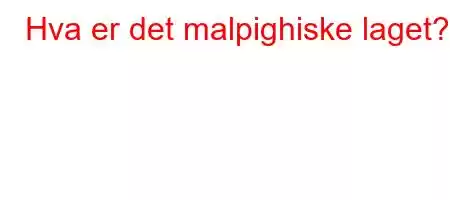 Hva er det malpighiske laget?