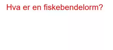 Hva er en fiskebendelorm?