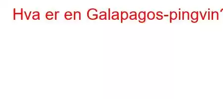 Hva er en Galapagos-pingvin?