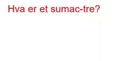 Hva er et sumac-tre?