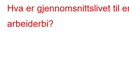 Hva er gjennomsnittslivet til en arbeiderbi?