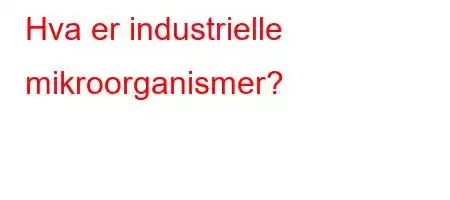 Hva er industrielle mikroorganismer