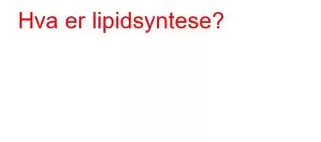 Hva er lipidsyntese?