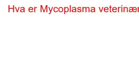 Hva er Mycoplasma veterinær?