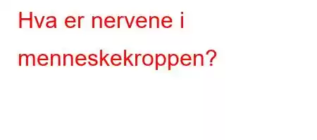 Hva er nervene i menneskekroppen