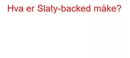 Hva er Slaty-backed måke?