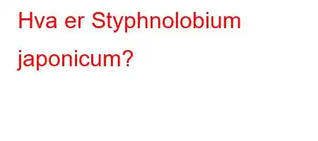 Hva er Styphnolobium japonicum?