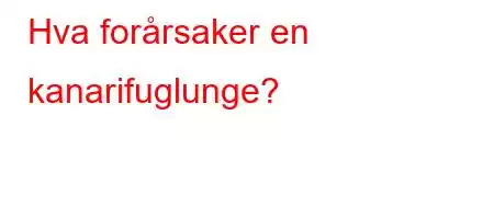 Hva forårsaker en kanarifuglunge?