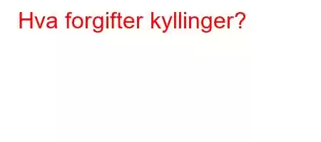 Hva forgifter kyllinger