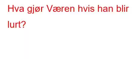 Hva gjør Væren hvis han blir lurt