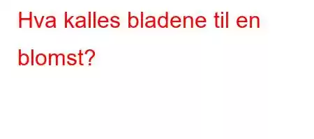 Hva kalles bladene til en blomst