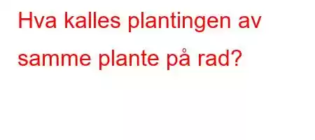 Hva kalles plantingen av samme plante på rad?