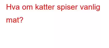 Hva om katter spiser vanlig mat?