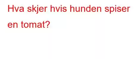 Hva skjer hvis hunden spiser en tomat?