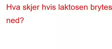 Hva skjer hvis laktosen brytes ned?