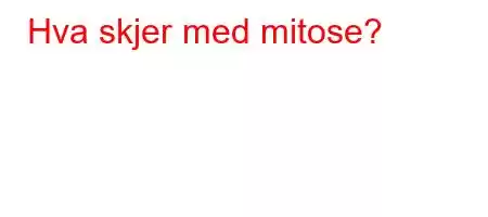 Hva skjer med mitose