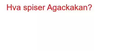 Hva spiser Agackakan