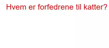 Hvem er forfedrene til katter