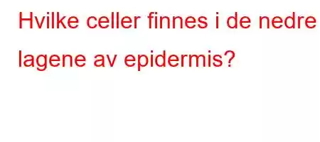 Hvilke celler finnes i de nedre lagene av epidermis?