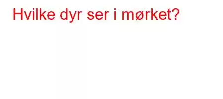 Hvilke dyr ser i mørket?