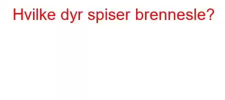 Hvilke dyr spiser brennesle?