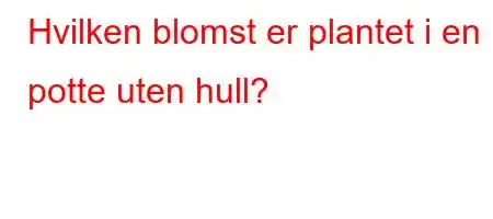 Hvilken blomst er plantet i en potte uten hull?