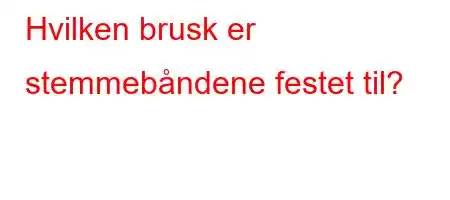 Hvilken brusk er stemmebåndene festet til?