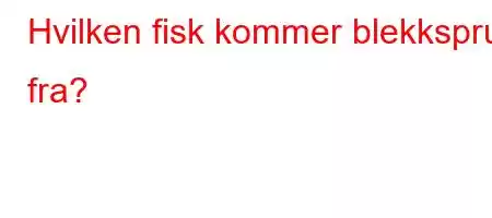 Hvilken fisk kommer blekksprut fra?