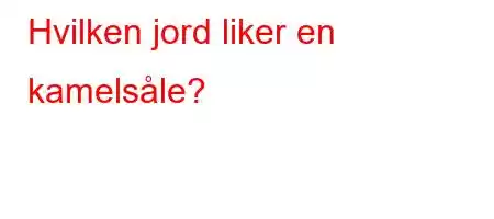 Hvilken jord liker en kamelsåle