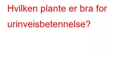 Hvilken plante er bra for urinveisbetennelse