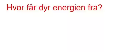 Hvor får dyr energien fra