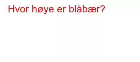 Hvor høye er blåbær?