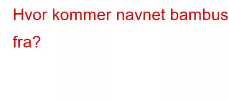 Hvor kommer navnet bambus fra