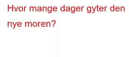 Hvor mange dager gyter den nye moren?