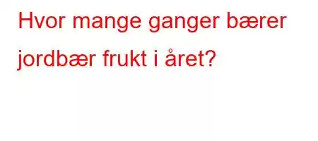 Hvor mange ganger bærer jordbær frukt i året