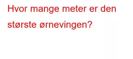 Hvor mange meter er den største ørnevingen