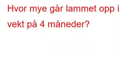 Hvor mye går lammet opp i vekt på 4 måneder?