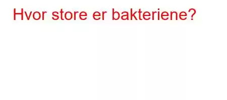 Hvor store er bakteriene?