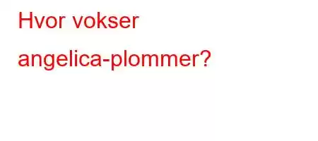 Hvor vokser angelica-plommer?