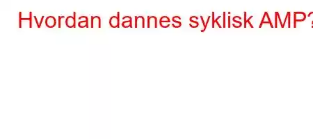 Hvordan dannes syklisk AMP