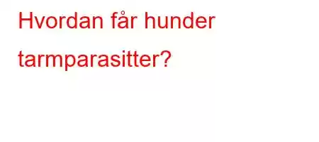 Hvordan får hunder tarmparasitter?