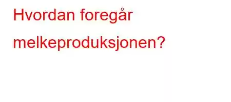 Hvordan foregår melkeproduksjonen?