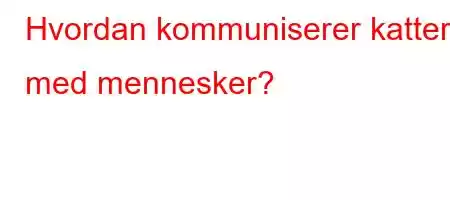 Hvordan kommuniserer katter med mennesker