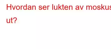 Hvordan ser lukten av moskus ut?